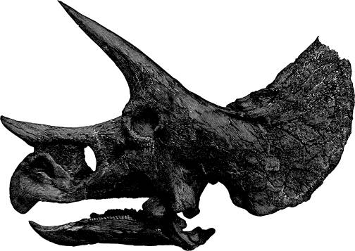 <bFig. 60.   Hufvudets skelett af en skräcködla<b(Triceratops; efter Marsh-Klaatsch).<b