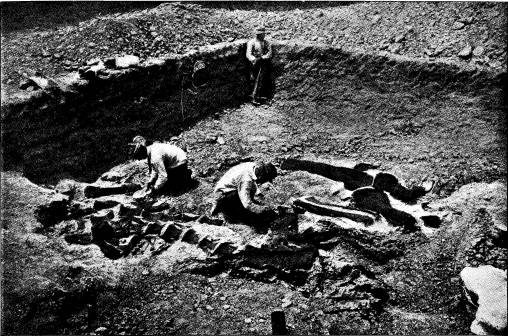 <bFig. 61. Lager med dinosaurierskelett i Wyoming,<bNordamerika (efter Matthew).<b