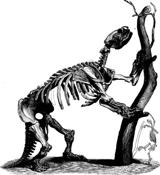 <bFig. 62. Skelett af ett fossilt jättetrögdjur<b(Mylodon) jämfördt med skelettet af ett modärnt<btrögdjur (efter Pictet-Kiaatsch).<b