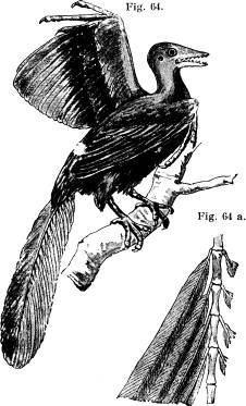 <bFig. 64. Restaurerad bild af urfågeln. Fig. 64 a. <bNågra svanskotor med stjärtpennor af densamma<b(efter Romanes).<b