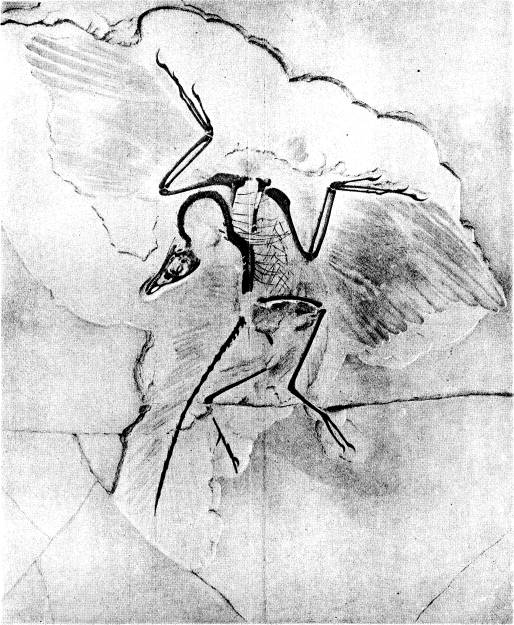 <bUrfågeln (Archaeopteryx); exemplaret i Berlins museum (efter Dames).<b