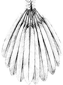<bFig. 65. Svanskotor med stjärtpennorna af en<bnutida fågel.<b <bFig. 65. Svanskotor med stjärtpennorna af en<bnutida fågel.<b