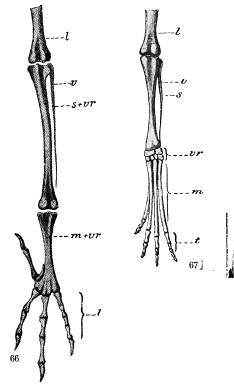 <bFågelfoten fig. 66 i utbildadt tillstånd, fig. 67<bhos fostret. l undre delen af lårbenet, v vadbenet,<bs skenbenet, s + vr skenbenet och öfre vristbensraden<bsammanväxta, vr vristbenen, m mellanfotbenen, m + vr<bmellanfoten och undre vristbensraden sammanväxta,<bt tåleder.<b <bFågelfoten fig. 66 i utbildadt tillstånd, fig. 67<bhos fostret. l undre delen af lårbenet, v vadbenet,<bs skenbenet, s + vr skenbenet och öfre vristbensraden<bsammanväxta, vr vristbenen, m mellanfotbenen, m + vr<bmellanfoten och undre vristbensraden sammanväxta,<bt tåleder.<b