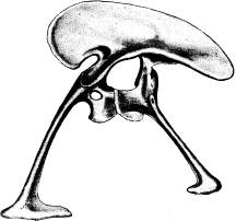 <bFig. 70. Bäcken af en skräcködla (Ceratosaurus,<befter Marsh).<b