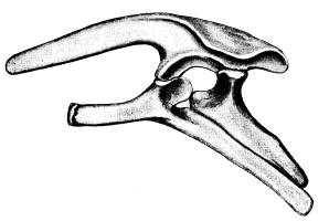 <bFig. 71. Bäcken af en skräcködla (Stegosaurus,<befter Marsh).<b