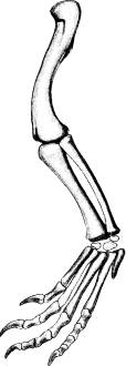 <bFig. 72. Foten af en skräcködla (Anchisaurus,<befter Marsh).<b