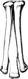 <bFig. 73. Mellanfotsben af en skräcködla (Ornithomimus,<befter Marsh).<b