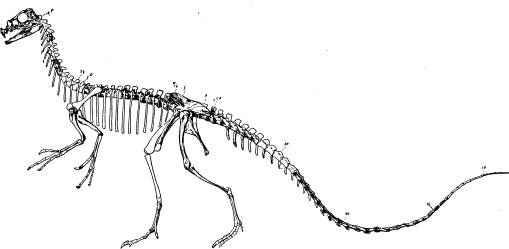 <bFig. 75. Ornitholestes, en skräcködla från<bjuraperioden (efter Osborn).<b <bFig. 75. Ornitholestes, en skräcködla från<bjuraperioden (efter Osborn).<b