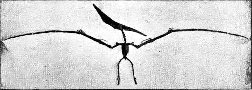 <bFig. 77. Den yngsta af flygödlorna. (Pteranodon,<befter Eaton).<b