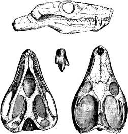 <bFig. 78. Skalle af Galesaurus (efter Owen).<b