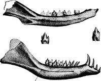 <bFig. 79. Underkäkar (förstorade), tillhörande två af<bde äldsta kända däggdjuren ur triasperioden (efter Osborn).<b