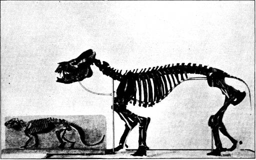 <bFig. 80. Skelett af Pantolambda (den mindre), <bett af de äldsta tertiärdäggdjuren, och af Coryphodon, <bett hofdjur från något yngre tid (efter Osborn).<b <bFig. 80. Skelett af Pantolambda (den mindre), <bett af de äldsta tertiärdäggdjuren, och af Coryphodon, <bett hofdjur från något yngre tid (efter Osborn).<b
