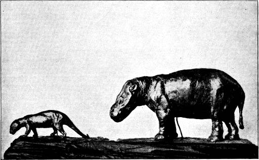 <bFig. 81. Pantolambda och Coryphodon — jämför fig. 80 — <brekonstruerade (efter Osborn).<b