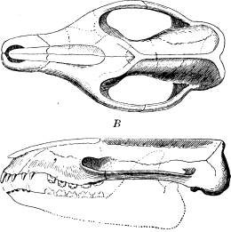 <bFig. 82. Skalle af Pleuraspidotherium. A sedd<buppifrån, B från sidan (efter Zittel).<b <bFig. 82. Skalle af Pleuraspidotherium. A sedd<buppifrån, B från sidan (efter Zittel).<b