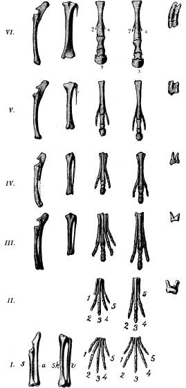 <bFig. 85. Lemmarnas och tändernas byggnad hos några<baf hästens förfäder, börjande med den under <btertiärperiodens första skede lefvande Euprotogonia<b(delvis fullständigad med den närstående Phenacodus)<bI och slutande med den nutida hästen VI. II<bEohippus; III Pachynolophus; IV Mesohippus;<bV Protohippus. Afbildningarna framställa, från<bvänster till höger räknade: underarmens ben (s<bstrålben, a armbågsben), underbenet (sk skenben, v<bvadben), framfotens och bakfotens tår samt en af<böfverkäkens kindtänder. Siffrorna 1—5 beteckna tårnas<bordningsnummer, räknade från fotens insida. (Efter<bCope, Marsh, Matthew och Scott).<b