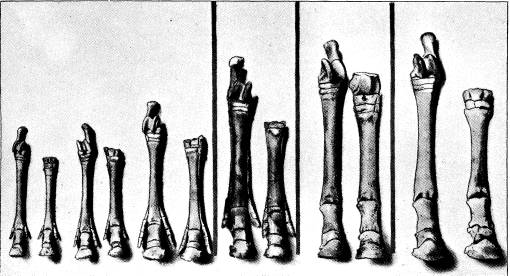 <bFig. 86. Preparat, belysande hästfotens utveckling<bunder jordåldrarna; ur naturhistoriska museet<bi New-York (efter Matthew).<b