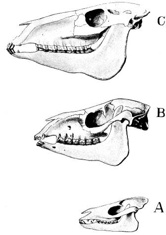 <bFig. 87. Tre utvecklingsskeden af hästens kranium.<bA Protorohippus venticolus (efter Cope), den äldsta<baf de här afbildade hästformerna.<bB Mesohippus bairdi (efter Osborn).<bC Protohippus perditus (efter Matthew),<bden yngsta af de här afbildade hästarna.<b <bFig. 87. Tre utvecklingsskeden af hästens kranium.<bA Protorohippus venticolus (efter Cope), den äldsta<baf de här afbildade hästformerna.<bB Mesohippus bairdi (efter Osborn).<bC Protohippus perditus (efter Matthew),<bden yngsta af de här afbildade hästarna.<b