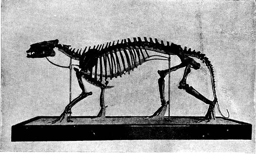 <bFig. 88. Skelett af Phenacodus primaevus (efter<bOsborn).<b <bFig. 88. Skelett af Phenacodus primaevus (efter<bOsborn).<b