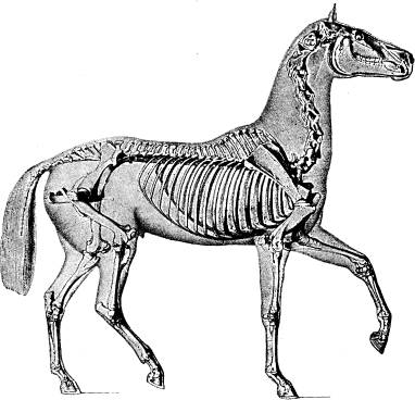 <bFig. 88. Skelett af nutida häst med konturerna af<bdjurets yttre form (efter Leisering).<b <bFig. 88. Skelett af nutida häst med konturerna af<bdjurets yttre form (efter Leisering).<b