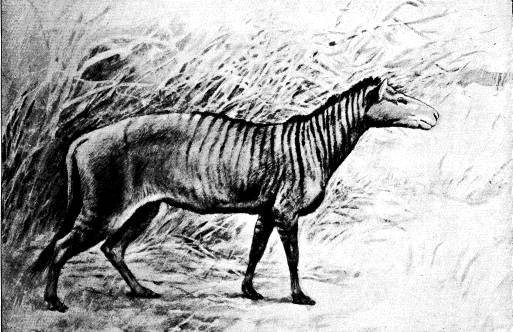 <bFig. 90. Rekonstruerad bild af Protorohippus;<bnågot större än en räf (efter Scott).<b