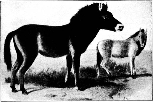 <bFig. 91. Przewalskis häst (efter Smit).<b