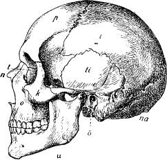 Fig. 92. Skalle, kranium af människa. Fig. 92. Skalle, kranium af människa.