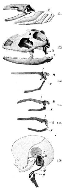 <bFig. 101—105 äro afsedda att ådagalägga, huru de<blägre ryggradsdjurens led (1) - och kvadratben (k) hos<bdäggdjuren ombildats till hörselbenen, hammaren (1)<boch städet (k). Fig. 101. Skalle af en stjärtamfibie<b(Menopoma, efter Wiedersheim); 102. Skalle af en<bödla (Iguana); 103–105. Hörselbenens utveckling hos<bdäggdjursfostret; å fig. 105 äro hammaren (1) och <bstädet (k) endast antydda som ansvällningar å<bkäkbågen (efter Salensky). <b<bFig. 106. Hufvud af ett fyra månaders gammalt <bmänniskofoster (efter Wiedersheim). g gälbågarna <bhos stjärtamfibien och tungbenen hos däggdjuren <boch människan.