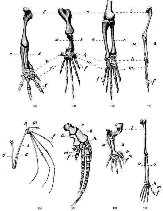 Främre lemmens skelett fig. 120 af salamander, fig. 121 af hafssköldpadda,<bfig. 122. af krokodil, fig. 123 af fågel, fig. 124 af flädermus, <bfig, 125 af hval, fig. 126 af mullvad, fig. 127 af människa, <bö öfverarmben, s strålben, a armbågsben, h handrotsben,<bm mellanhandsben, f fingerben.