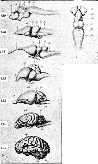 Hjärna fig. 128—129 af nejonöga, 130 af groda, 131 af<bkrokodil, 132 af dufva, 133 af kanin, 134 af hund,<b135 af människa. Fig. 129—135 framställa hjärnan<bsedd från sidan, 128 sedd uppifrån (efter Ahlborn,<bWiedersheim och Henle). Hjärna fig. 128—129 af nejonöga, 130 af groda, 131 af<bkrokodil, 132 af dufva, 133 af kanin, 134 af hund,<b135 af människa. Fig. 129—135 framställa hjärnan<bsedd från sidan, 128 sedd uppifrån (efter Ahlborn,<bWiedersheim och Henle).