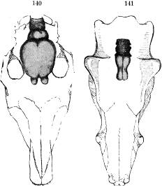 Fig. 140. Hjärna och kranium af nutidens häst;<bfig. 141  samma delar af Dinoceras, ett hofdjur från<btertiärtidens äldsta skede (efter Marsh).