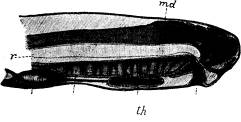 Fig. 143. Förenkladt och förstoradt längdsnitt genom <bfrämre kroppsdelen af nejonögats larv. h hjärta; <bm mun; t tarm; th sköldkörtel; md ryggmärg;<br ryggsträng (efter Baifour). Fig. 143. Förenkladt och förstoradt längdsnitt genom <bfrämre kroppsdelen af nejonögats larv. h hjärta; <bm mun; t tarm; th sköldkörtel; md ryggmärg;<br ryggsträng (efter Baifour).