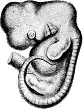 <bFig. 240. Foster af makak (Macacus cynomolgus; efter Selenka).<b