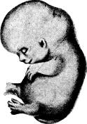 <bFig. 242. Foster af gibbon (Hylobates concolor; efter Selenka).<b
