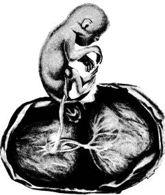 <bFig. 243. Foster med dubbel moderkaka af en af gamla<bvärldens apor (Semnopithecus maurus; efter Selenka).<b
