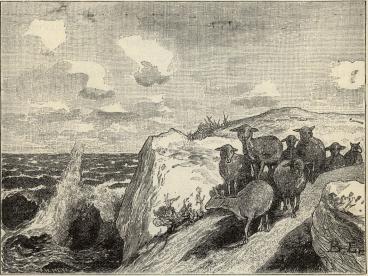 Strandbild från Stora Karlsö.