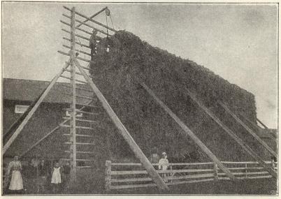 Sädeshässja från Ådalen.