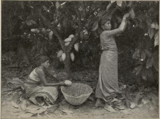Kakaoskörd på Ceylon.