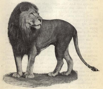 Afrikanskt lejon.