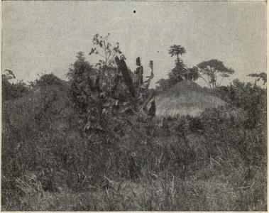                                 <smalSven Lovén foto.</smal<bHydda i Uganda med bananträd.