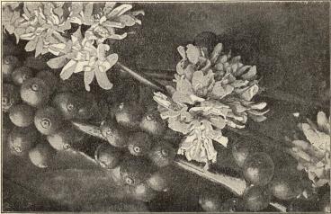 Kvist av kaffeträd med blommor och bär.