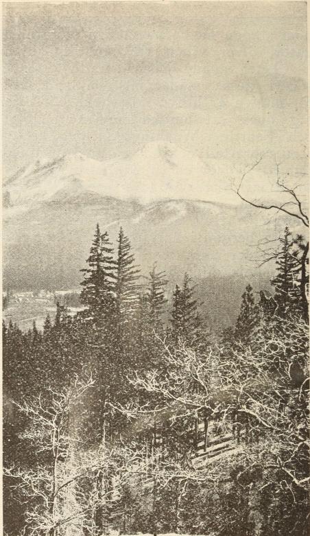 SHASTA.