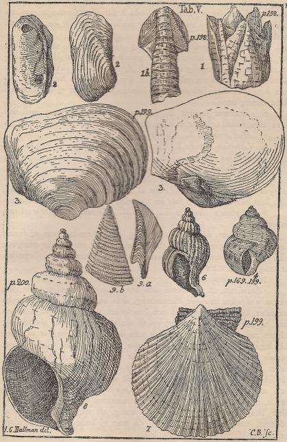 Fig. 4. Subfossila skal från Uddevalla. Facsimile af taflan V i Linnés Västgötaresa.