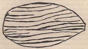 Fig. 5. Dalasandsten med böljslagsmarken.<bFacsimile af figuren i Iter dalekarlicum.