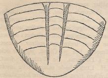 Fig. 6. Svansskölden af Megalaspis sp. från<bkalkstenen vid Ölands norra udde. Facsimile<baf figuren i Öl. resan p. 147. Fig. 6. Svansskölden af Megalaspis sp. från<bkalkstenen vid Ölands norra udde. Facsimile<baf figuren i Öl. resan p. 147.