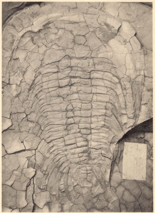 Nathorst: C. v. Linné såsom geolog. Tafl. 2.<bLjustr. J. Cederquist, Sthlm.
