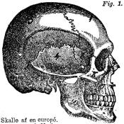 Fig. 1.<b<bSkalle af en europé.<b1. Pannben. 2.<bNackben. 3. Hjässben. 4. Tinningben (vingen). 5.<bTinningben (vårtutskottet). 6. En del af<bkilbenet. 7. Öfverkäk. 8. Kindben. 9. Näsben.<b10. Underkäk.