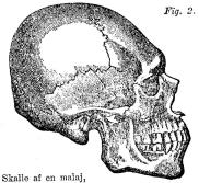 Fig. 2.<b<bSkalle af en malaj<bsedd från sidan.