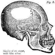 Fig. 3.<bSkalle af en neger,<bsedd från sidan.