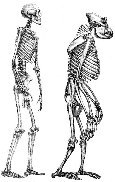Fig. 4 och 5. M änniskan och gorilla-apans benstomme, sedda från sidan och i samma <bställning, hvarvid synes den olika formen hos båda på hufvudet, bröstkorgen, bäckenet<boch armarna.
