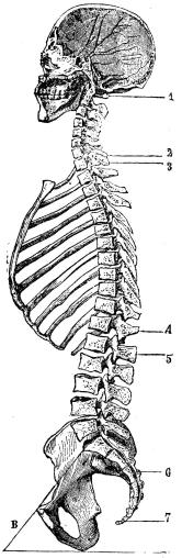 Fig. 7. Hufvudets och bålens ben<bgenomsågade i midten, visande de öppnade<bhufvud-, mun-, bröst-, bäcken-hålorna samt<bryggradskanalen. 1—2 halsdelen, 3—4<bbröstdelen, 5 1änddelen, 6 korsbenet, 7 svansbenet.